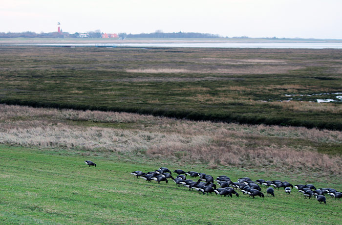 Ringelg&auml;nse auf dem Deich
