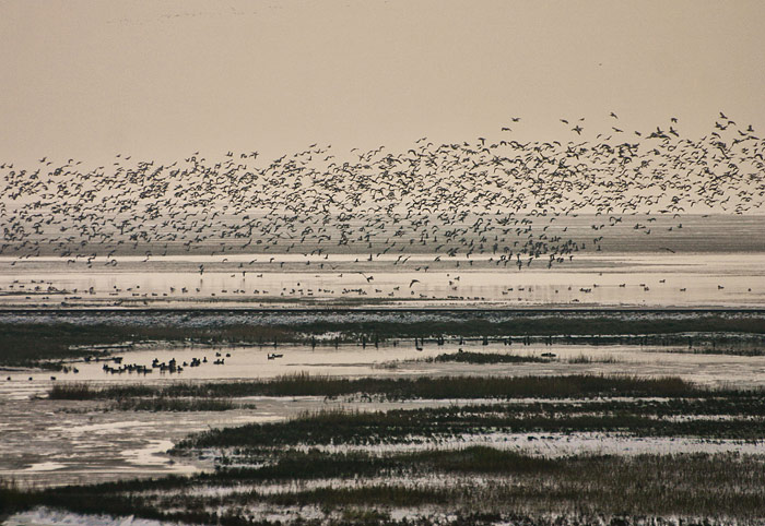 Vogelschwarm &uuml;ber den Salzwiesen