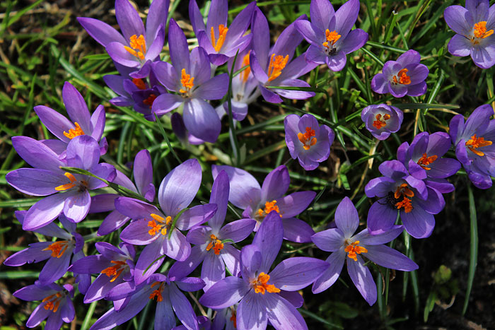 Purpurfarbene Krokusse