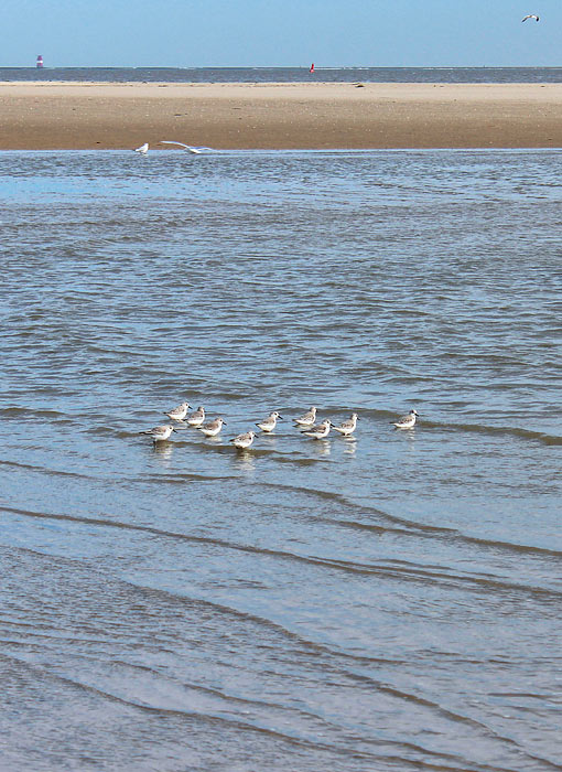 Strandl&auml;ufer im Priel