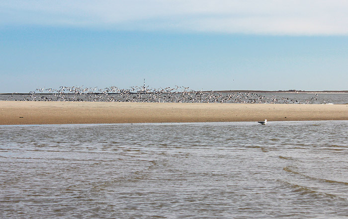 Auffliegende Austernfischer