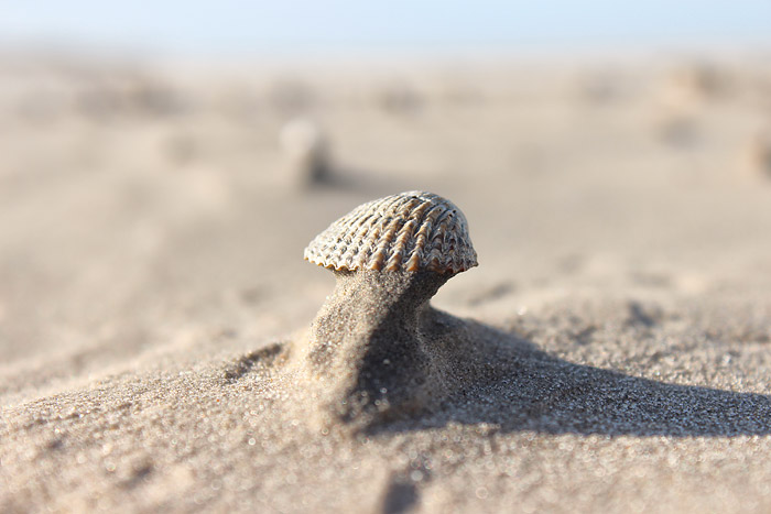 Schale einer Herzmuschel