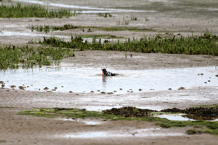 Badender Austernfischer