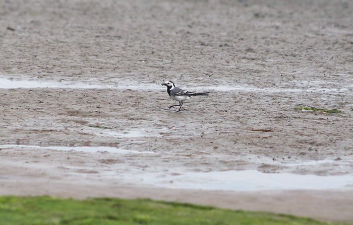 Bachstelze auf Nahrungssuche