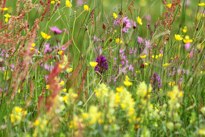 Bl&uuml;hende Wiese