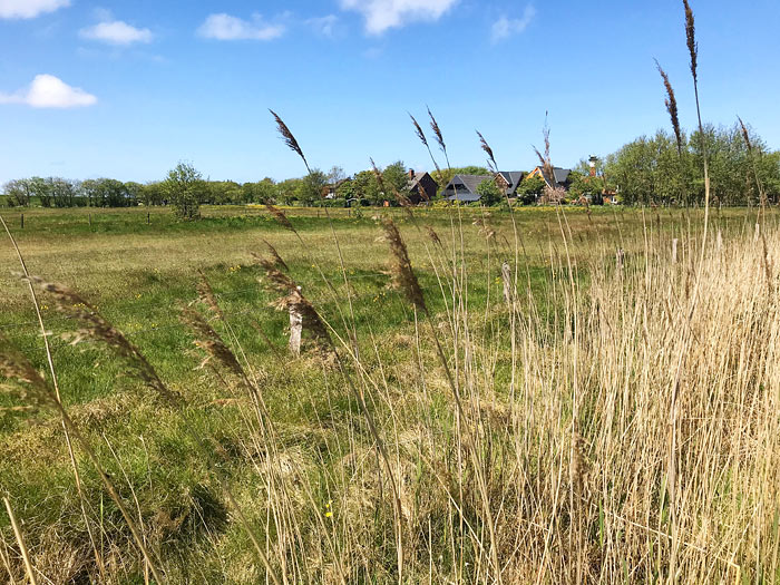 Pferdeweiden im Dorfgroden