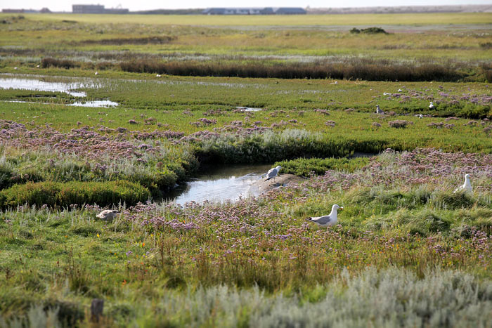 Silberm&ouml;wen-Kolonie im Westau&szlig;engroden