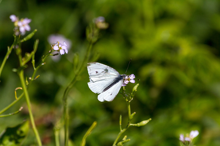 Kleiner Kohlwei&szlig;ling