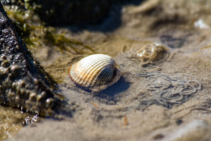 Herzmuschel auf dem Wattboden