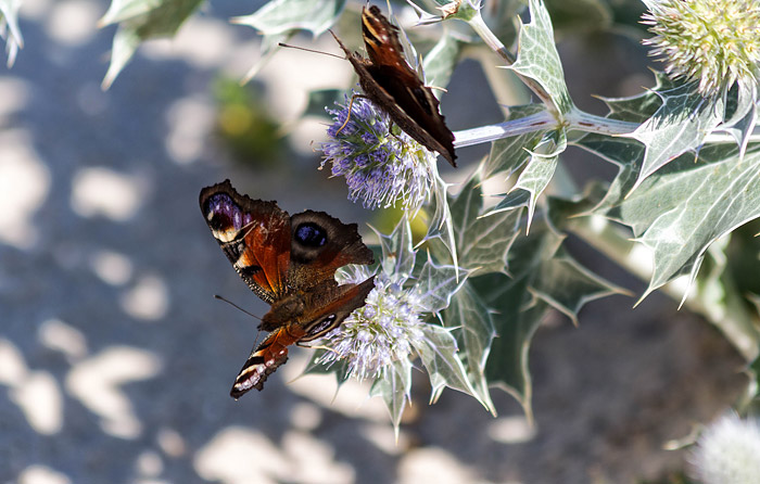 Schmetterlinge auf Nektarsuche