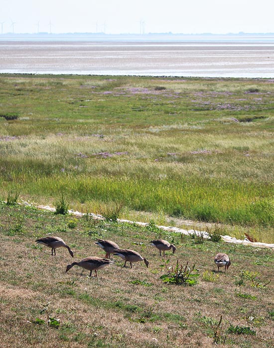 Graug&auml;nse am Deich