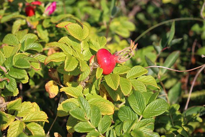 Kartoffelrose mit Hagebutte
