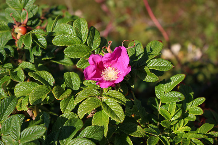Rosa Bl&uuml;te der Kartoffelrose