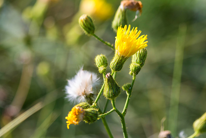 Bl&uuml;tenstand der Acker-G&auml;nsedistel