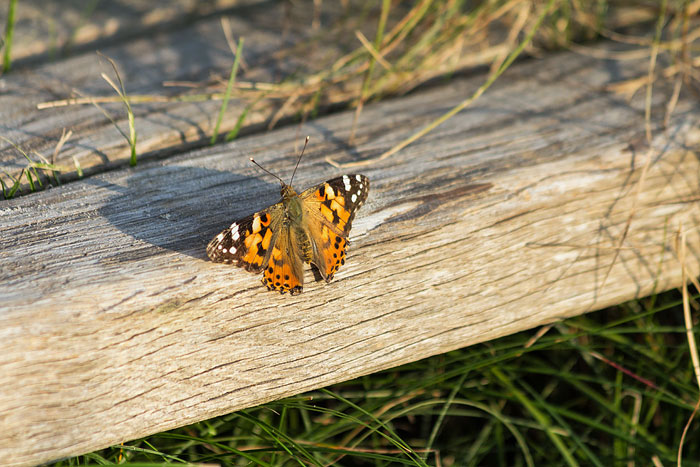 Distelfalter an der Jever-Plattform