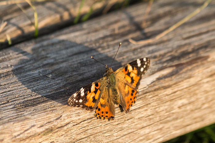 Distelfalter im Abendlicht