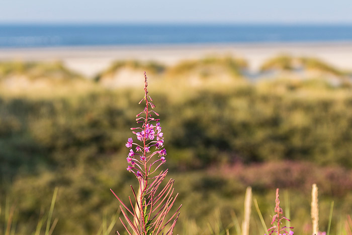 Schmalbl&auml;ttriges Weidenr&ouml;schen