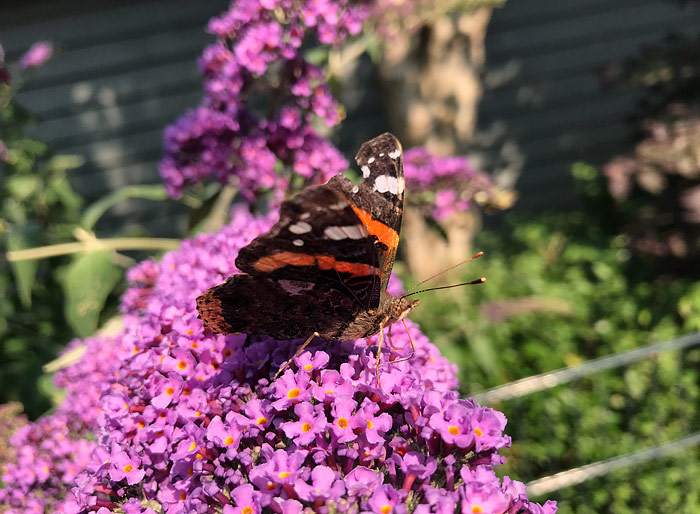 Admiral bei der Nektaraufnahme