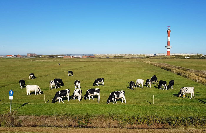 Rinder im Westinnengroden