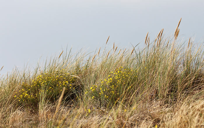 Strandhafer in den Ostd&uuml;nen