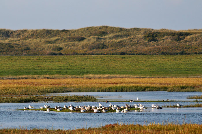Vögel im Westaußengroden