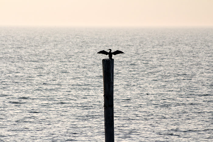 Kormoran bei der Gefiedertrocknung