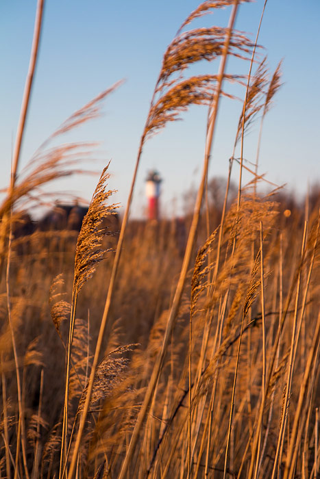 Schilfgras am Deichgraben