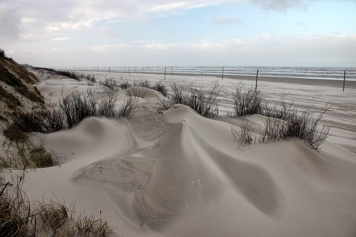 Buschwerk an den Nordostd&uuml;nen