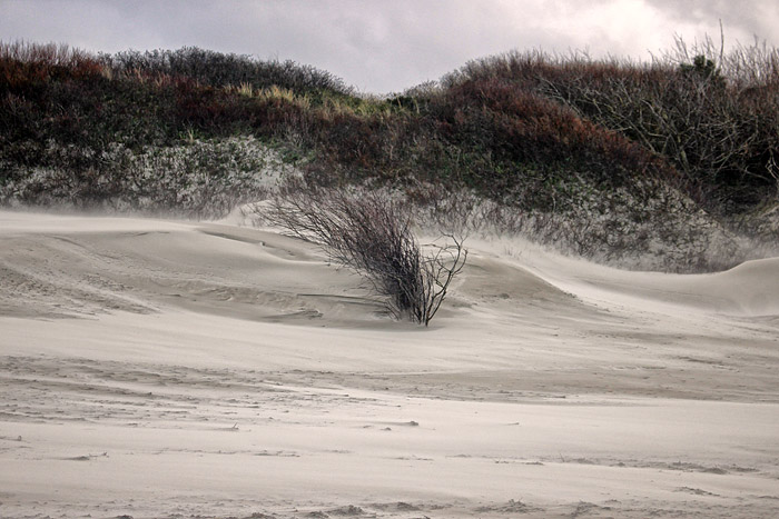 Buschzaun an den Nordostd&uuml;nen