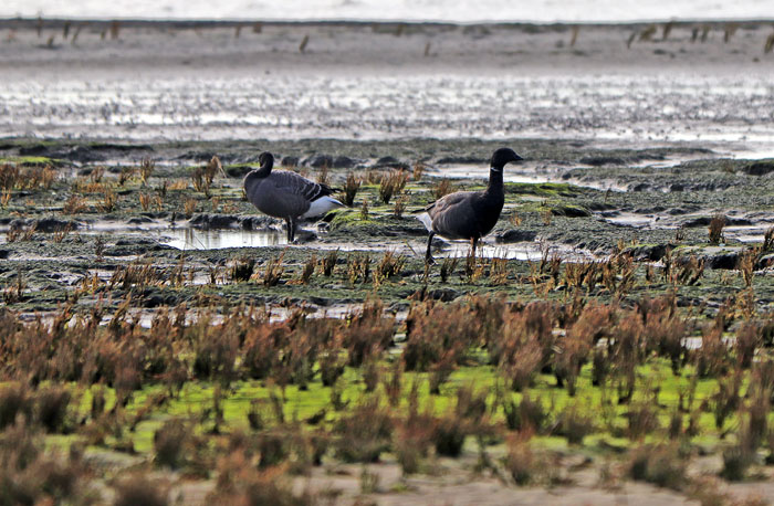 Ringelg&auml;nse in der Quellerzone