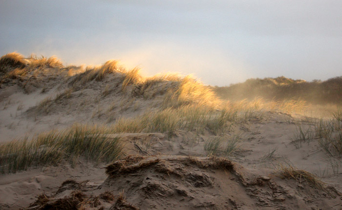 Sandwehen in den D&uuml;nen