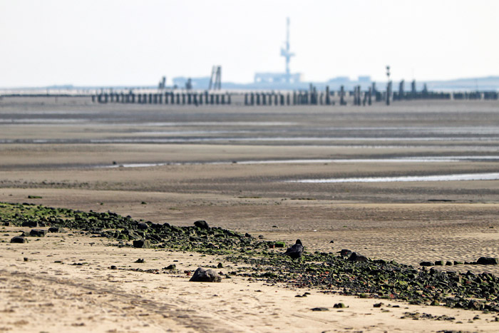 Kr&auml;he am Rande des Wattenmeers