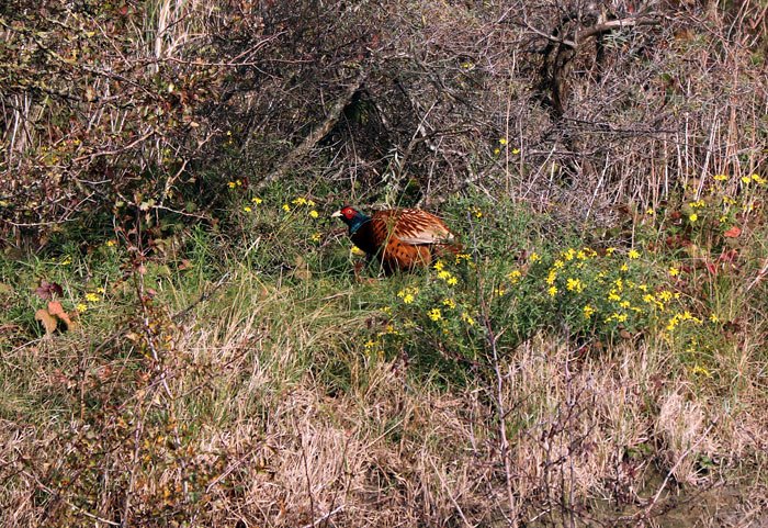 Fasanen-M&auml;nnchen