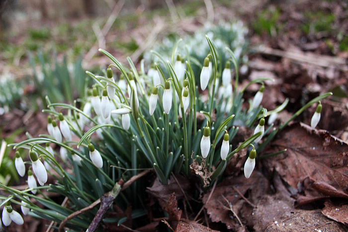 Schneegl&ouml;ckchen im Steingarten