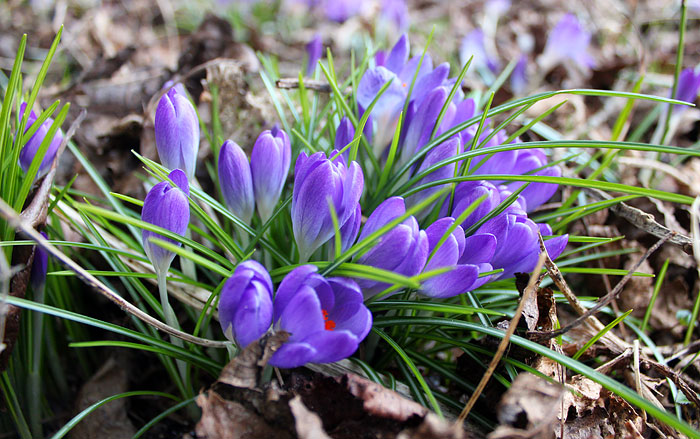 Krokusse im Steingarten