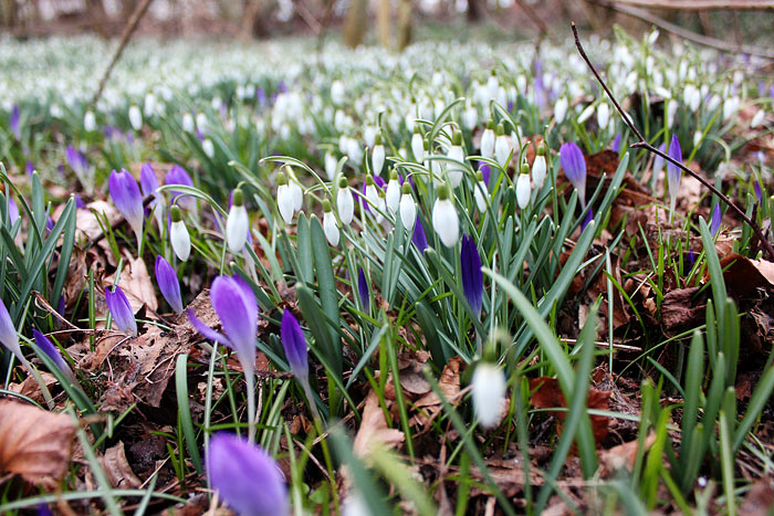 Fr&uuml;hjahrsbl&uuml;her im Steingarten