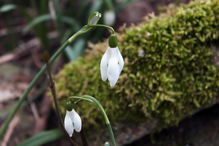 Schneegl&ouml;ckchen im Vorfr&uuml;hling