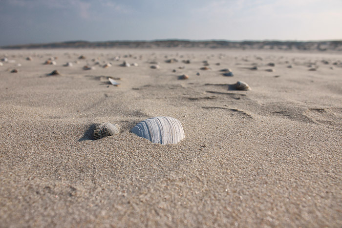 Muscheln im Sand
