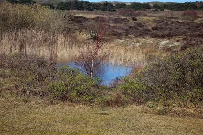 Heided&uuml;nen mit Eiskuhle