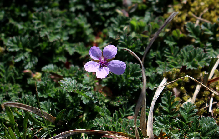 Gew&ouml;hnlicher Reiherschnabel