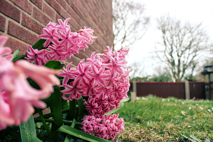 Bl&uuml;hende Hyazinthen