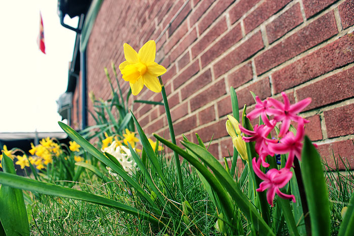 Fr&uuml;hlings-Bl&uuml;tenpracht