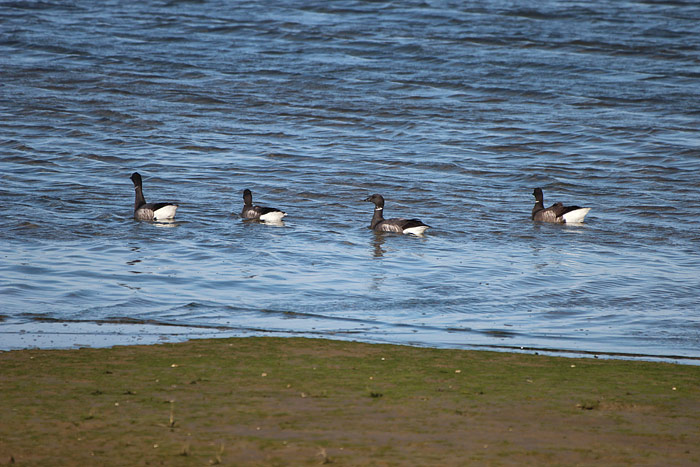 Schwimmende Ringelg&auml;nse