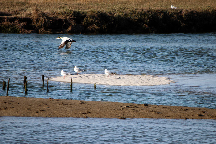 M&ouml;weninsel in den Aalkuhlen