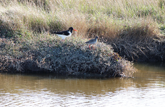 Watvögel im Deichvorland