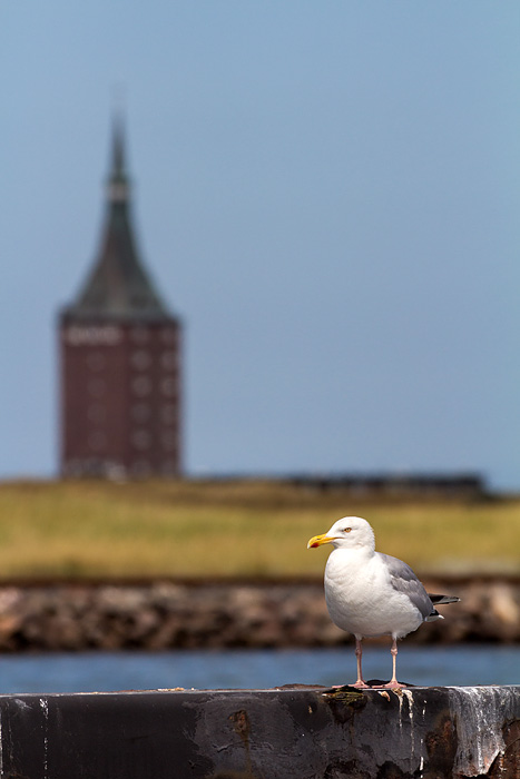 Silberm&ouml;we am Anleger