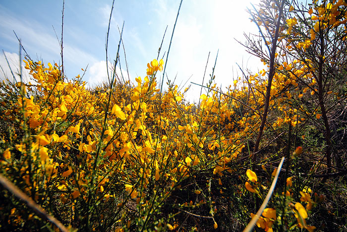 Besenginster in den Inseld&uuml;nen