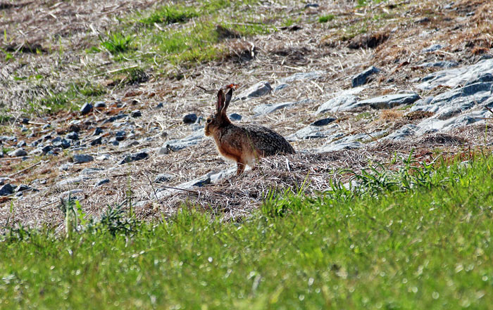 Feldhase am Deichfu&szlig;