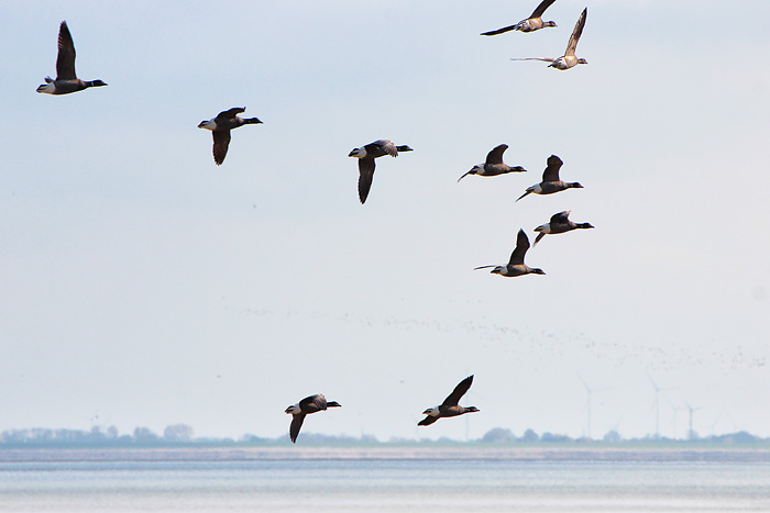 Ringelg&auml;nse im Flug