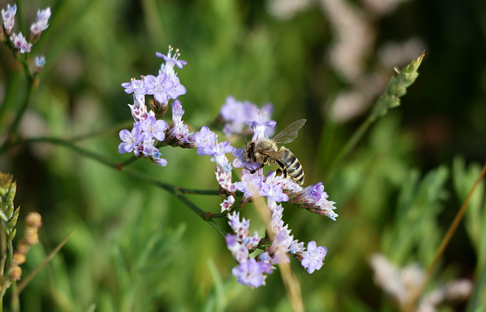Bienenbesuch am Strandflieder
